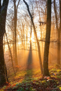 Forêt baignée de lumière illustrant la clarté et l’apaisement retrouvés grâce à une pause consciente