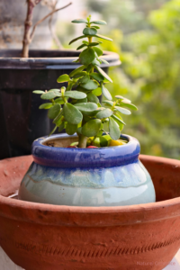 Plante verte dans un pot en terre cuite illustrant le rituel du pot de gratitude et la croissance du lien dans le couple